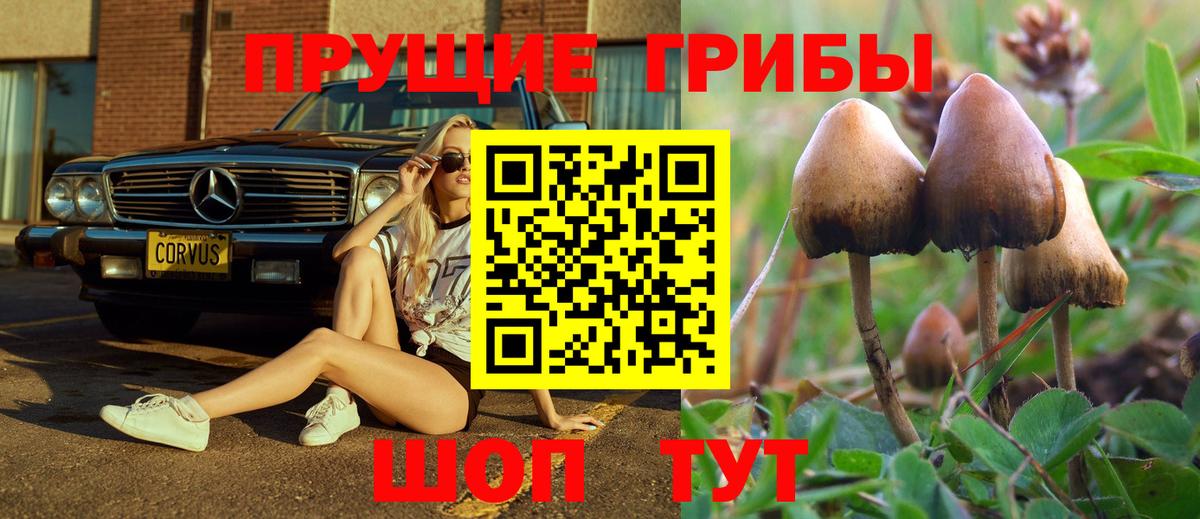 Псилоцибиновые грибы прущие грибы  Галлюциногенные грибы Psilocybine cubensis  Балтийск  Вход с VPN 